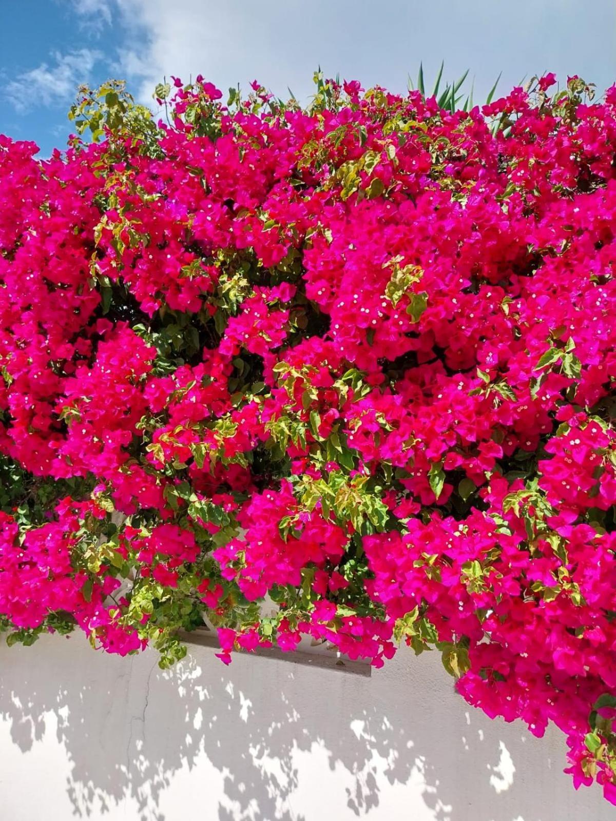 Villa El Salam Campo Mijas Fuengirola Exterior foto